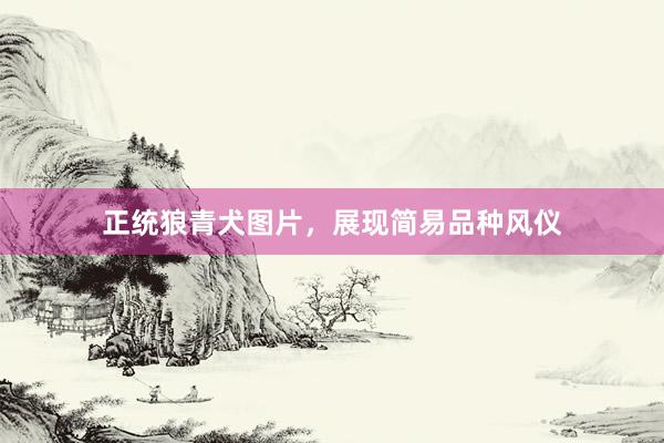 正统狼青犬图片,展现简易品种风仪